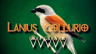 Жулан - Lanius collurio - My Soul Dictionary