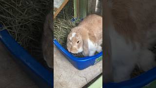 Changing nutmegs litter box