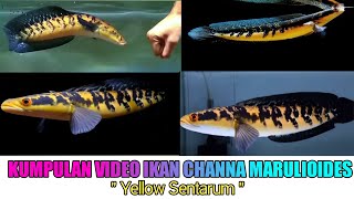 KUMPULAN VIDEO CHANNA YELLOW SENTARUM