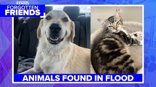 Animals found from flooding in Kerr County | Forgotten Friends