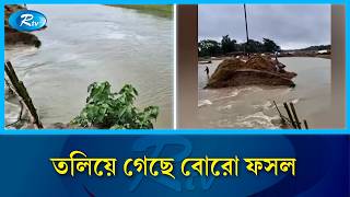 বাঁধ ভেঙে কয়েকশত একর পানির নিচে বোরো ধান | agriculture loss | Rtv News