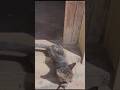 Funny cute kitty!! #catvideos #cat #kitten #cute #subcribe #pets #subscribemychannel #youtuberslife