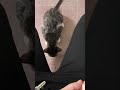 feeding a lovely cat #2025 #cats #pets #cute #animals #pet #animal #cat #kucing #funny #moments