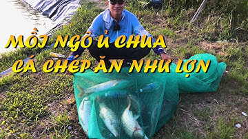 Mồi Ngô Ủ Chua Cá Chép Kéo Phao Thụt Liên Tục l CẦN THỦ ĐẤT CẢNG