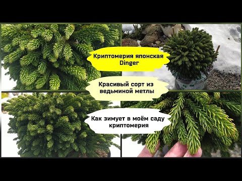 Видео: Японска криптомерия - уникално растение