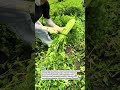 Fresh Celery Harvest in Action – Precision Farming at Its Best! #CeleryHarvest #FarmLife #AgriTech