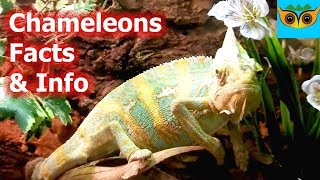 Chameleon Facts & Information