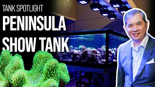 Coral Farm After Hours Part III  The Peninsula Show Tank Update