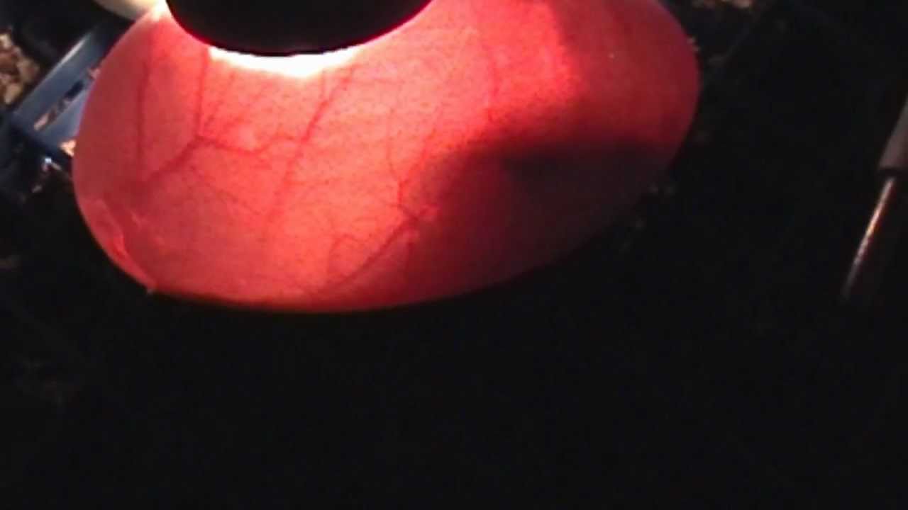 candling snake eggs Candling Ball Python eggs! Movement inside!