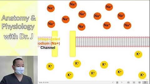 PHYL 141 | Nervous System | Electrical & Chemical Synapses