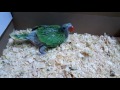 How to feed a baby parrot (ringneck)