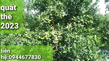 quất tết đẹp 2023,quât thế đẹp 2023