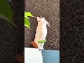 This Cat Has the Most Majestic Moment! 👑