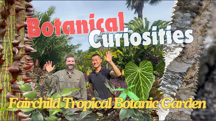 Meet TONS of Fascinating Plants! Fairchild Tropical Botanic Garden Miami 🇺🇸 thumbnail