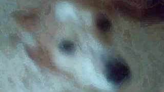 In Loving Memory of my dog Sheila, RIP ♥