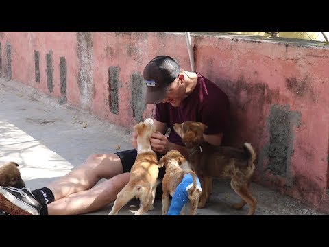 Udaipur, India | Volunteering at Animal Aid Unlimited - YouTube