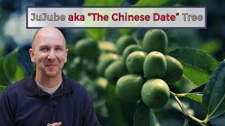 Jujube Aka The Chinese Date Tree Garden Vlog Episode 17