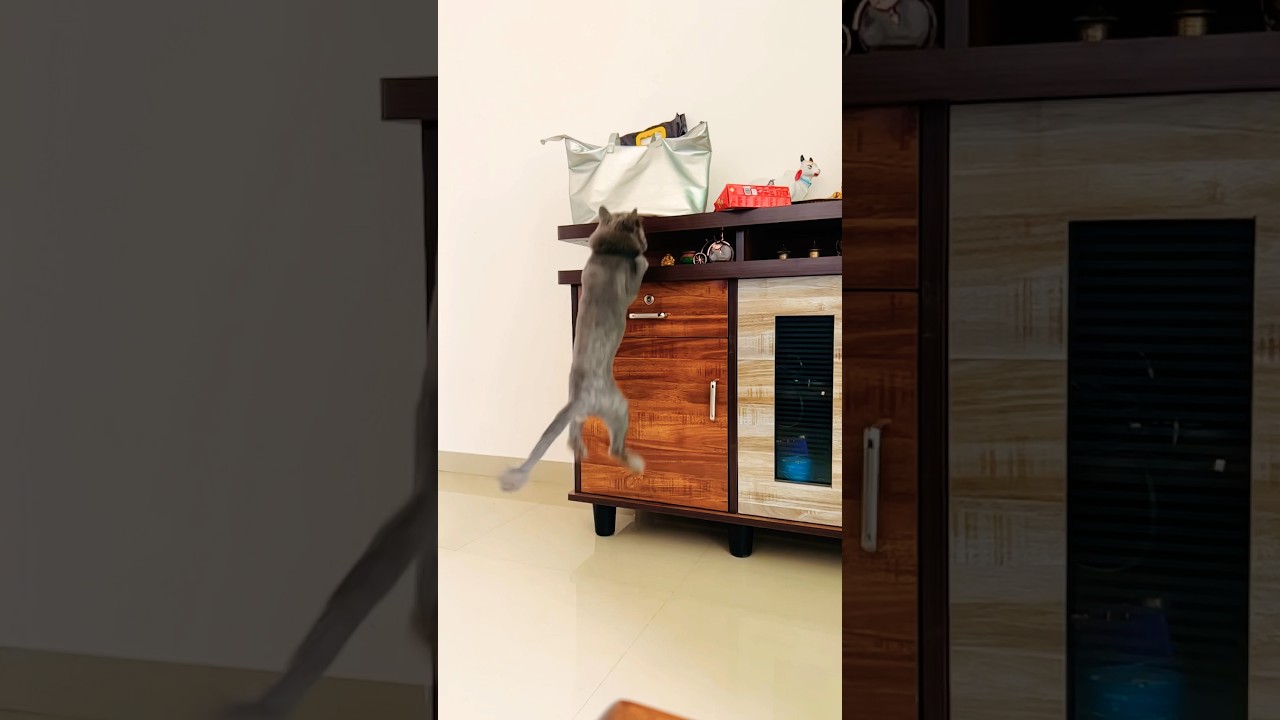 Cat jumping slow motion 🐈 