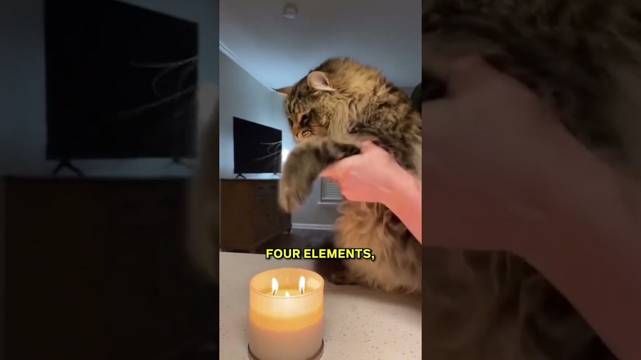 Catvatar. The Last Water Bender 🌊⬇️