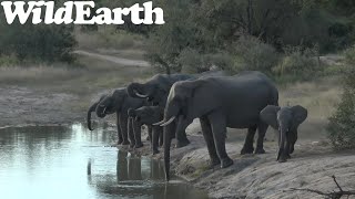 WildEarth - Sunset  Safari - 11 July 2022
