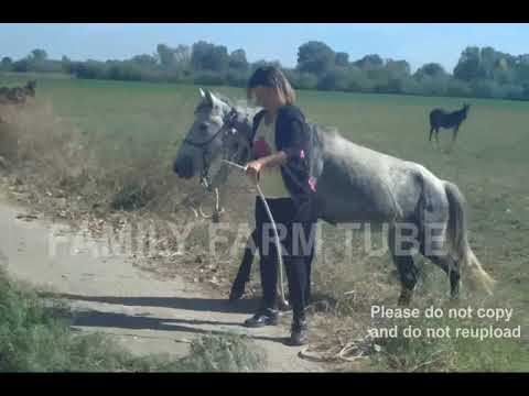 Βίντεο: Πού είναι το άλογο;