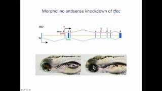 J Lister: The MITF family member tfec functions in neural crest pigment cell fate diversification.