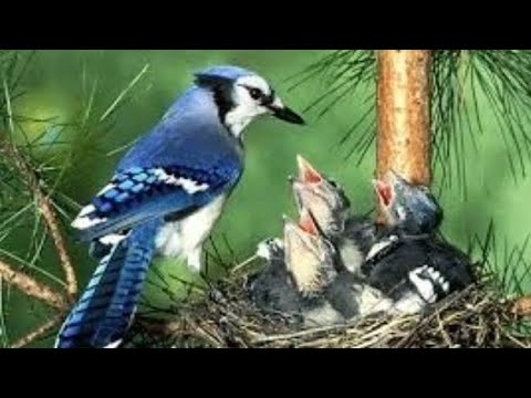 fakta fakta menarik tentang burung Blue Jay