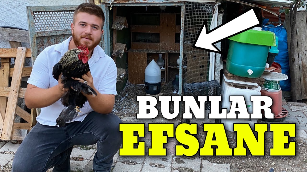 YENİ HOROZ ALDIM GÜVERCİNLERDE SIRADA!