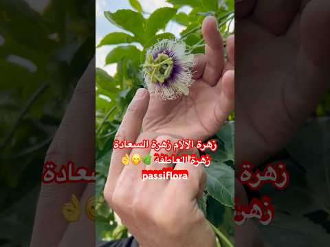 الجميع ينتظر حصاد هذه الثمار اللذيذة لكن هل تعلم أن ازهارها تستخدم زهرة الآلام زهرة السعادة