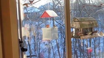 Infinity Bird Feeder vs. Standard Hopper Style Feeder