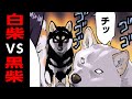 【白雪さんVSかぐやちゃん】女の争いシーズン1総まとめ【世界の終わりに柴犬と】