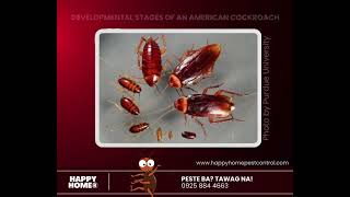 THE AMERICAN COCKROACH