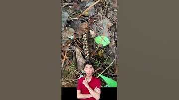 Cuộc đối đầu của rắn và rết trong tự nhiên