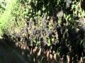 Павливский Михаил Плодоношение винограда Калифорния