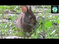 Rabbits can SWIM?! Florida&#39;s WEIRDEST Rabbit Species!