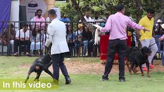 Dog Show 2022 Sneak Peak | Chatty Rotty | Full Video link available in Description