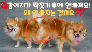 강아지가 짝짓기 후에 붙어있는 이유? 교배 과정 및 대처방법