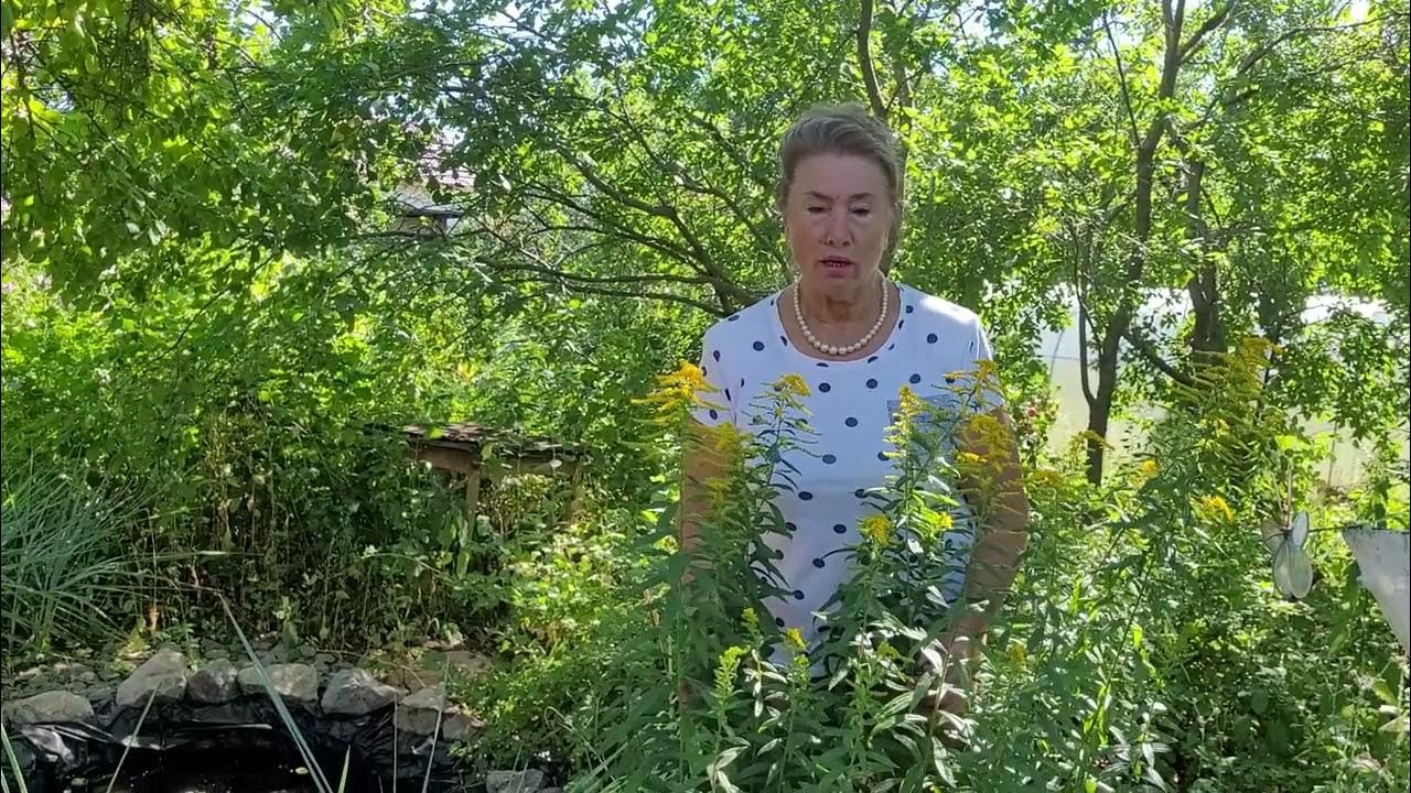 бабкины бредни дзен канал