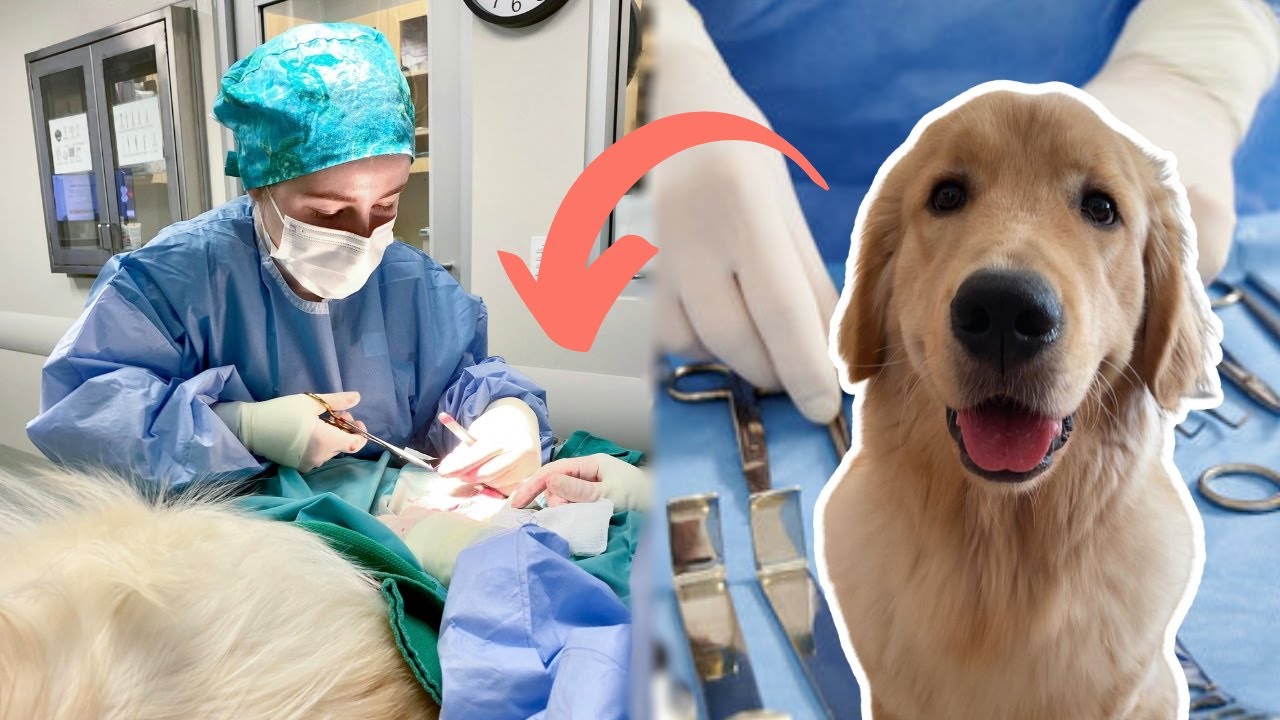 OPERATING ON MY OWN DOG Link s Neuter Vlog YouTube operating-on-my-own-dog-link-s-neuter-vlog-youtube
