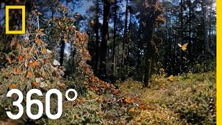 3D Monarch Butterflies in 360° | National Geographic