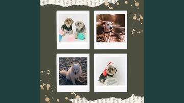 Dashing Ambience for Loafing Pups