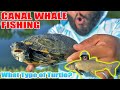 Canal Whale Fishing!  What Kind of Turtle is This?