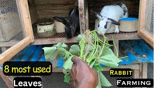 Eight leaves that rabbits eat you never knew it works wonders