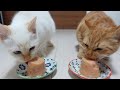 【猫の麻薬】CIAOちゅ〜るの虜にされたジャンキー猫にちゅ〜るタワーあげてみた。
