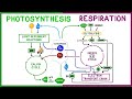Energy Transformation: Photosynthesis and Cellular Respiration Explained