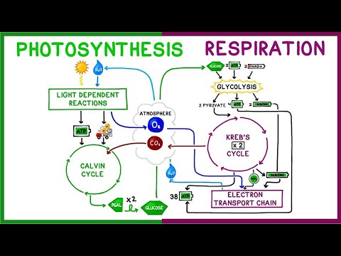 Video: Anong mga produkto ng cellular respiration ang kailangan para mangyari ang photosynthesis?