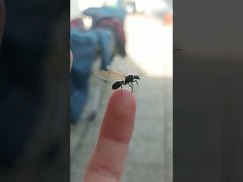 Video: Létající mravenci: létající na křídlech lásky