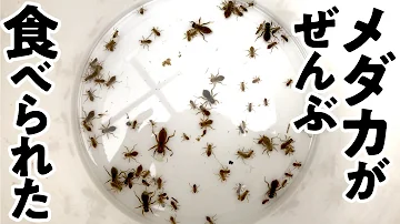 ヤゴの飼い方