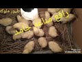 رافع مناعه طبيعي للفراخ