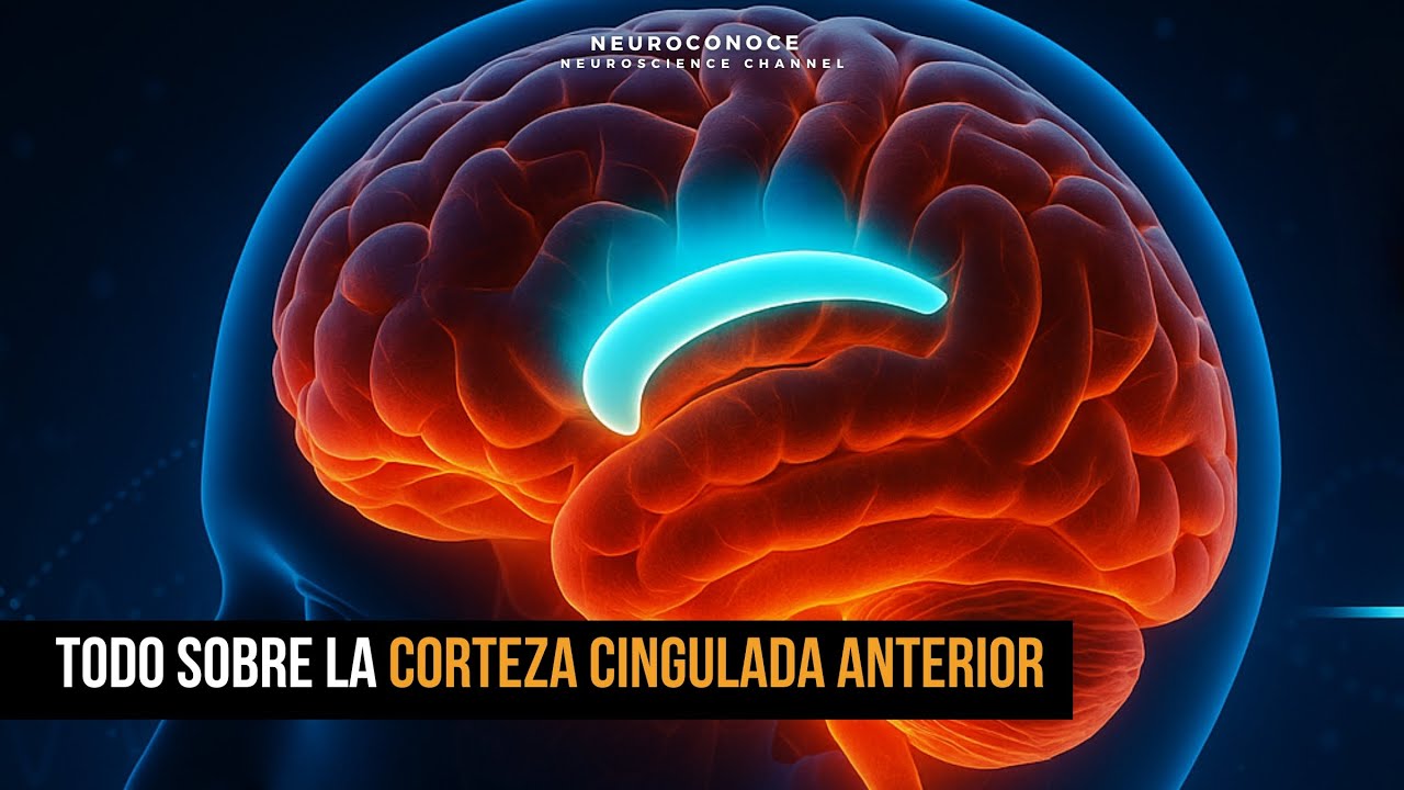 Corteza Cingulada Anterior: Control Del Error, Motivación Y Regulación Emocional